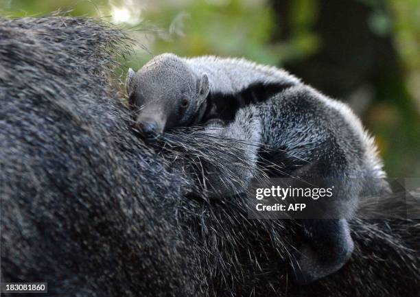 Three-week young porcupine baby lies on its mother in their enclosure at the zoo in Szeged, Hungary on October 3, 2013. The porcupine was born on...