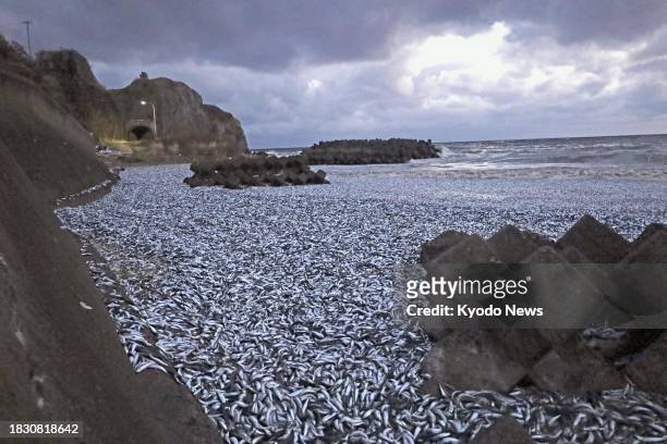 Large number of sardines and mackerel are washed up on a beach in Hakodate, northern Japan, on Dec. 7, 2023.