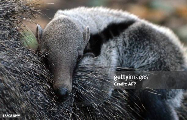 Three-week young porcupine baby lies on its mother in their enclosure at the zoo in Szeged, Hungary on October 3, 2013. The porcupine was born on...