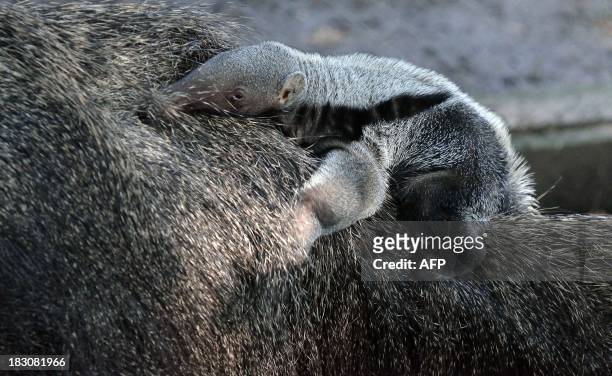 Three-week young porcupine baby lies on its mother in their enclosure at the zoo in Szeged, Hungary on October 3, 2013. The porcupine was born on...