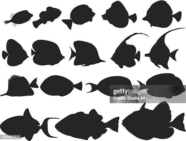 illustrazioni stock, clip art, cartoni animati e icone di tendenza di silhouette di pesci tropicali/poissons tropicaux ombragés - pesce chirurgo