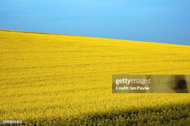 rapeseed canola field with blue sky - berkshire england stock pictures, royalty-free photos & images
