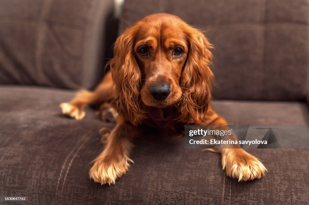 A red-haired cocker spaniel on the couch in the room.