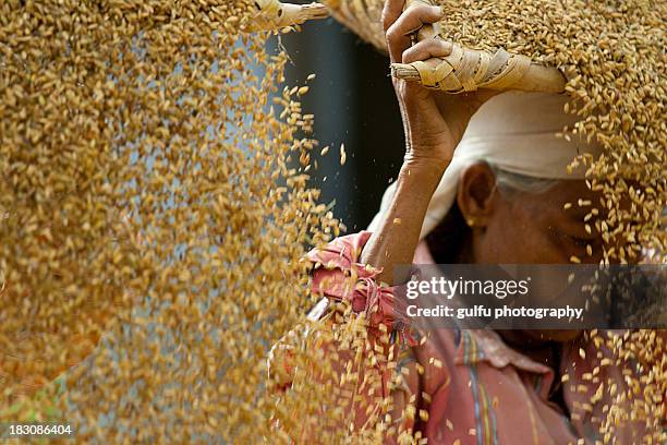 paddy harvesting at tasrak - indian agriculture stock pictures, royalty-free photos & images