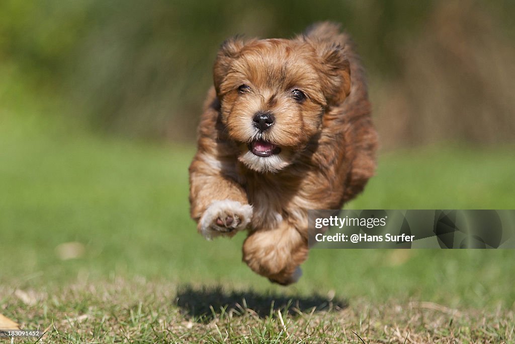 A flying red Havanese puppy of 7 weeks!