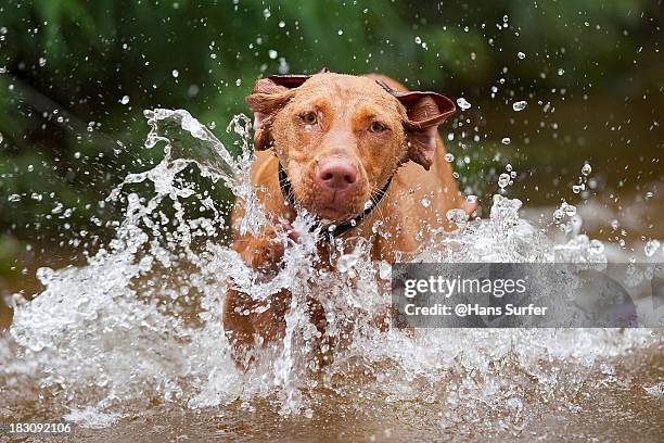 getting wet...vizsla (hungaria gundog)! - hunting dog stockfoto's en -beelden