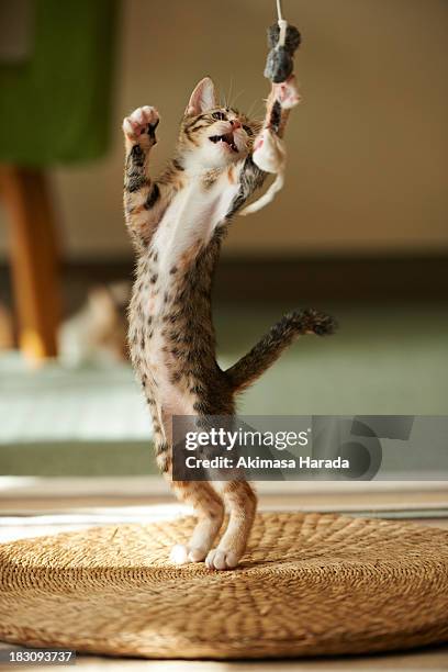 kitten rising - mouse cat stock pictures, royalty-free photos & images