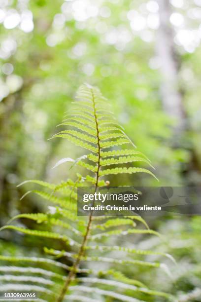 close-up of a fern with a sunbeam in the forest - polypodiaceae stock pictures, royalty-free photos & images