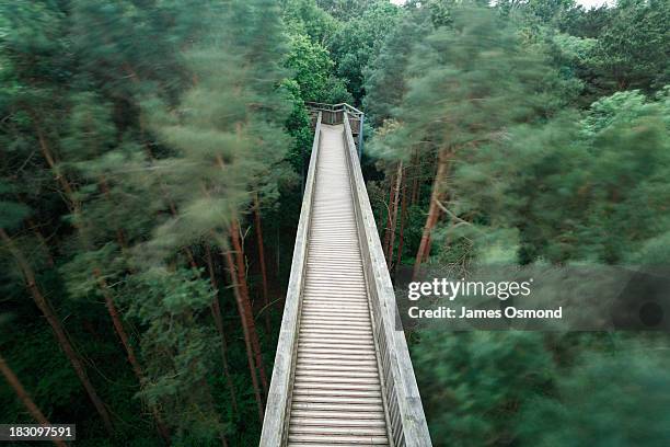tree top walk in salcey forest. - tree canopy stock pictures, royalty-free photos & images