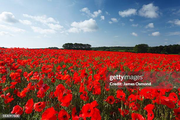 field of common poppies - fleur de pavot photos et images de collection