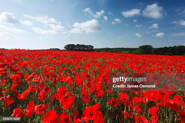 field of common poppies - poppy stock pictures, royalty-free photos & images