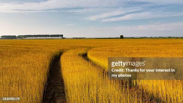 golden flax field at evening light - south holland ストックフォトと画像