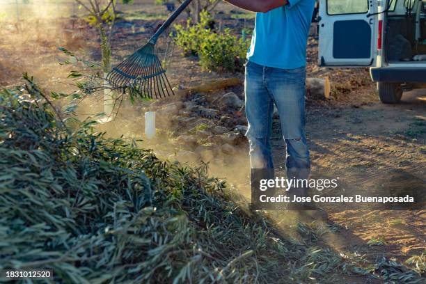 farmer piling up dry olive branches for shredding, aiming to convert them into wood chips to enhance soil nutrients and structure. - castilië-la-mancha stockfoto's en -beelden