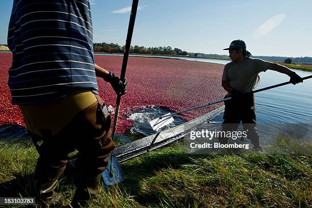 58 Operations During A Cranberry Harvest Stock Photos, High-Res ...