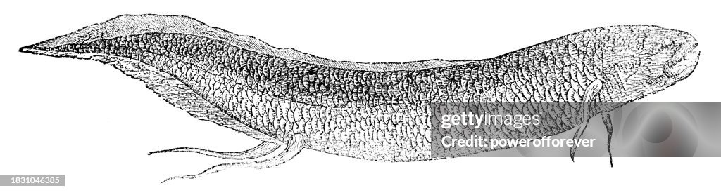 West African Lungfish (Protopterus Annectens) - 19th Century