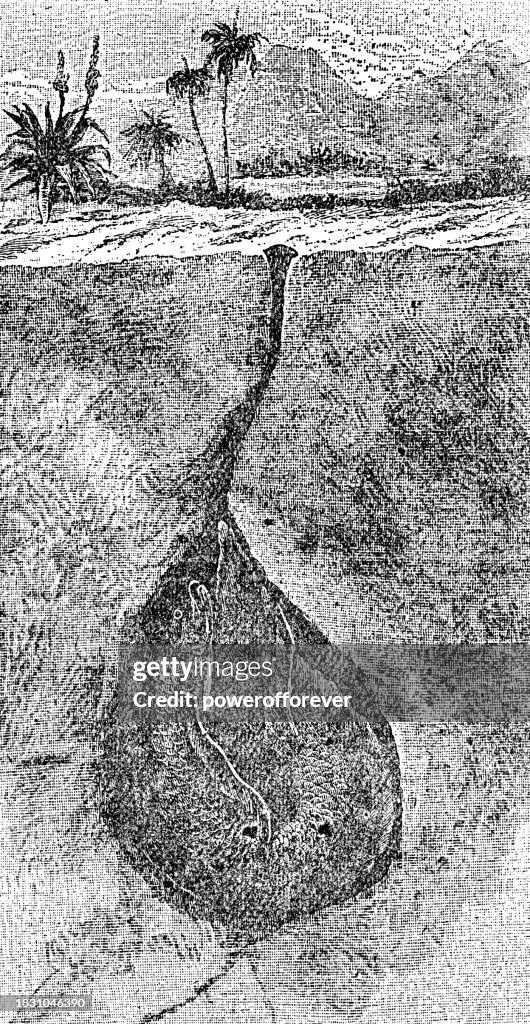 South American Lungfish (Lepidosiren Paradoxa) in a Burrow - 19th Century