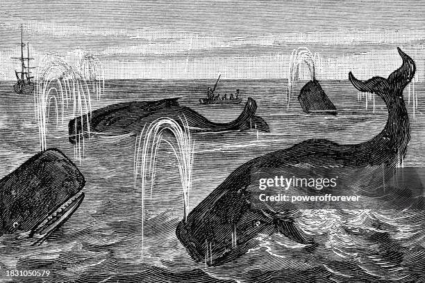 stockillustraties, clipart, cartoons en iconen met pod of sperm whales (physeter macrocephalus) - 19th century - etching