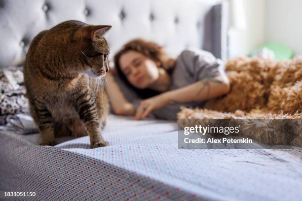 nuit blanche à cause d’un chat. femme endormie qui se réveille le matin. focus sur le chat tigré au lit - cats on the bed photos et images de collection