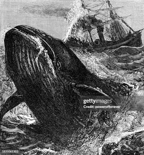 stockillustraties, clipart, cartoons en iconen met whaling ship hunting a blue whale (balaenoptera musculus)- 19th century - blauwe vinvis