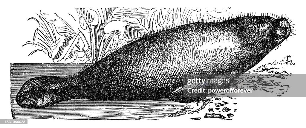 Florida Manatee (Trichechus Manatus Latirostris) - 19th Century