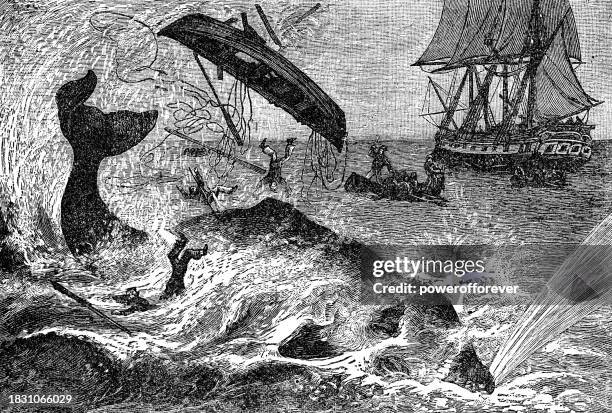 whale attacking the whalers - 19th century - whale hunting stock illustrations