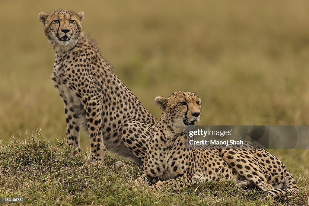 Cheetahs are scanning the savanna for prey