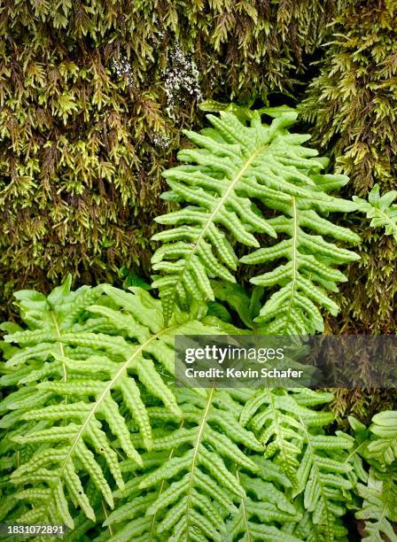 licorice fern and moss, portland, oregon - polypodiaceae stock pictures, royalty-free photos & images