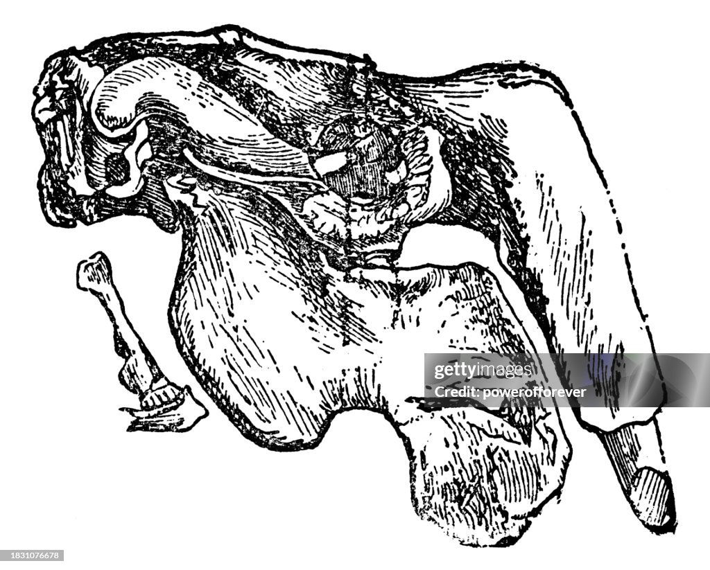 Dugong (Dugong Dugon) Skull - 19th Century