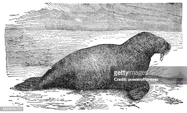pacific walrus (odobenus rosmarus) - 19th century - pacific walrus stock illustrations