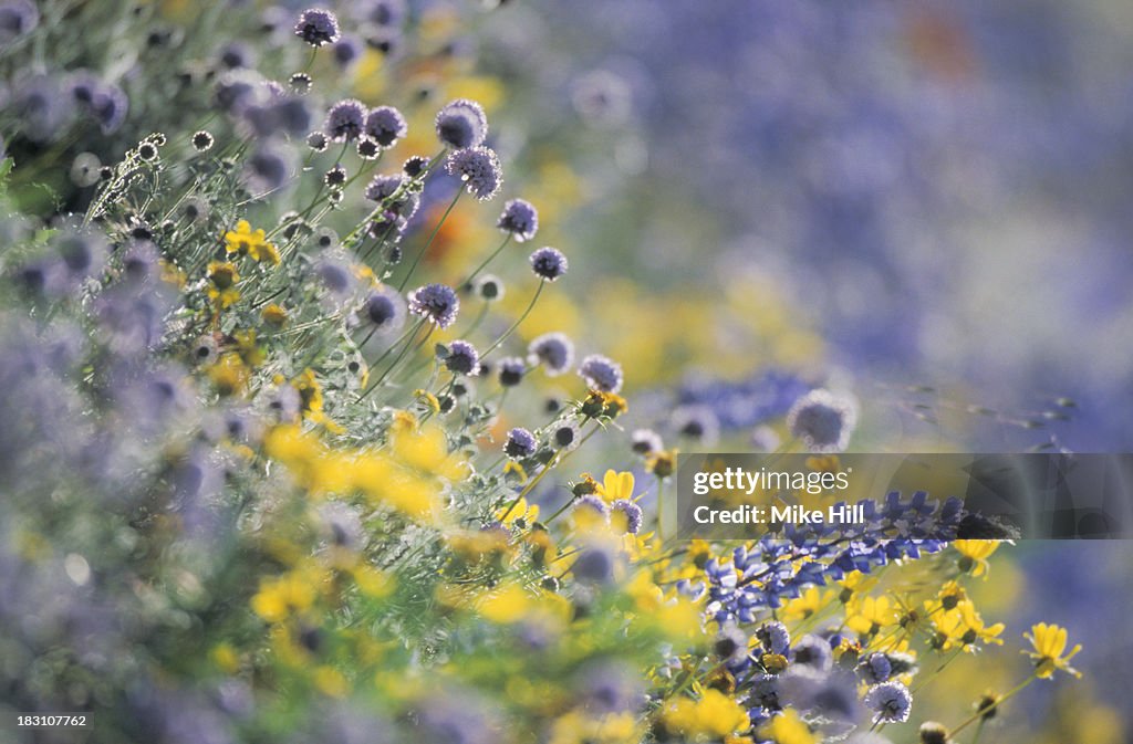 Wildflowers in a field, Gorman, California. USA