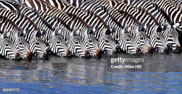 Burchell's zebras drinking from a river, photoshopped.