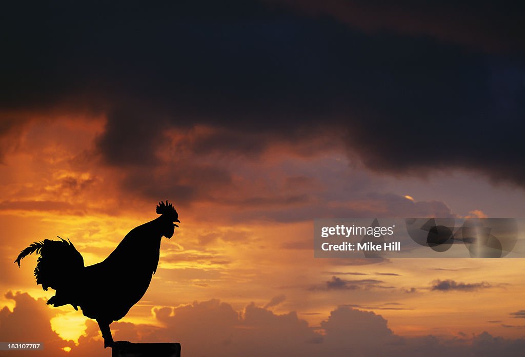 Silhouette of a crowing cockerel at sunrise