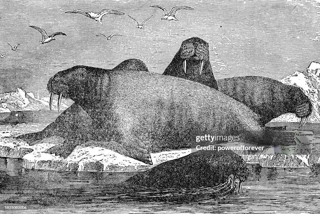 Pacific Walruses (Odobenus Rosmarus) - 19th Century