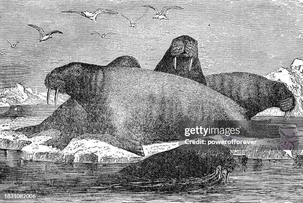 pacific walruses (odobenus rosmarus) - 19th century - pacific walrus stock illustrations