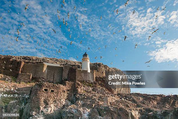 lighthouse with gannets and gulls, bass rock uk - north berwick stock pictures, royalty-free photos & images