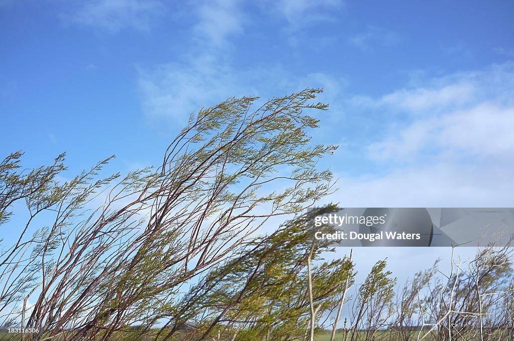 Windswept trees in countryside