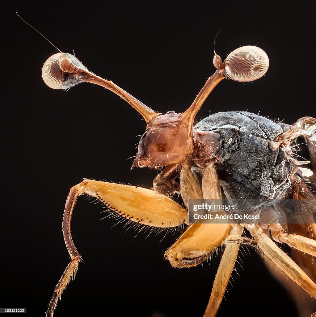 Stalk-eyed fly