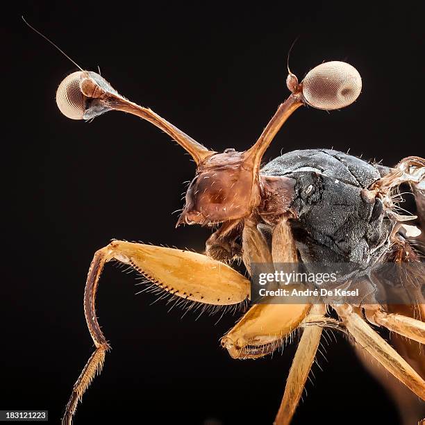 stalk-eyed fly - stalk eyed fly stock pictures, royalty-free photos & images