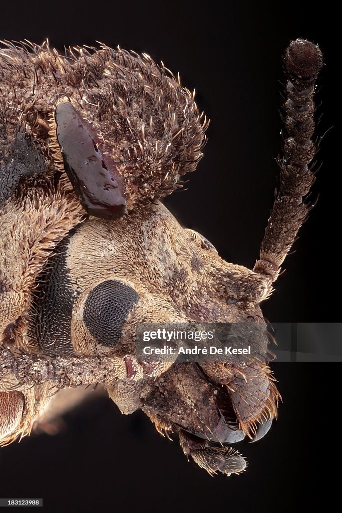 African mushroom beetle