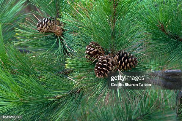 a ponderosa pine  branch with cones and needles. - ponderosa pine tree stock pictures, royalty-free photos & images