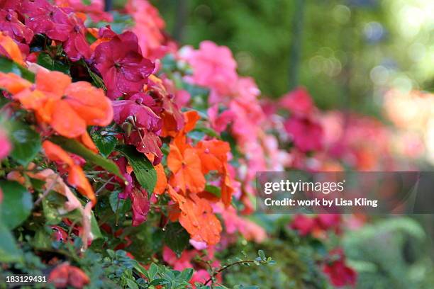 shade loving hedge of colorful impatiens - butchart gardens canada stock-fotos und bilder
