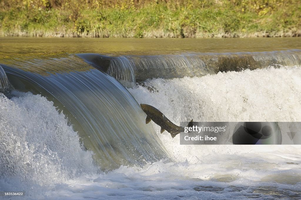 Salmon in mid-air.