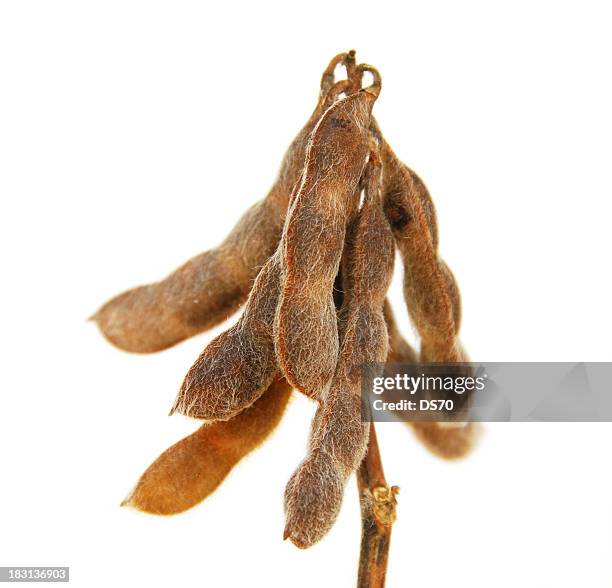 soybeans pods - plant pod stock pictures, royalty-free photos & images