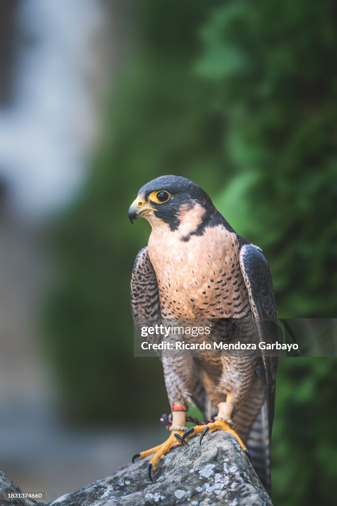 Pilgrim falcon perched on a rock
