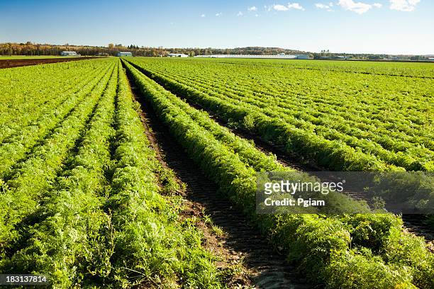 fresh carrots planted on a farm field - carrot farm stock pictures, royalty-free photos & images