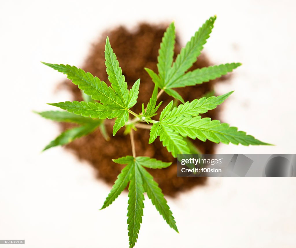 Aerial view of marijuana plants and dirt