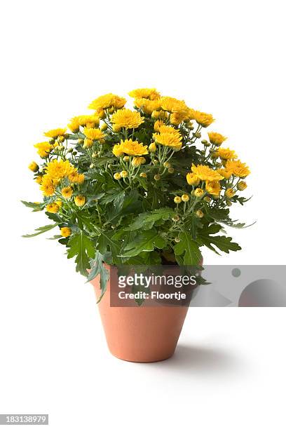 gardening: flowers - flower pot stockfoto's en -beelden