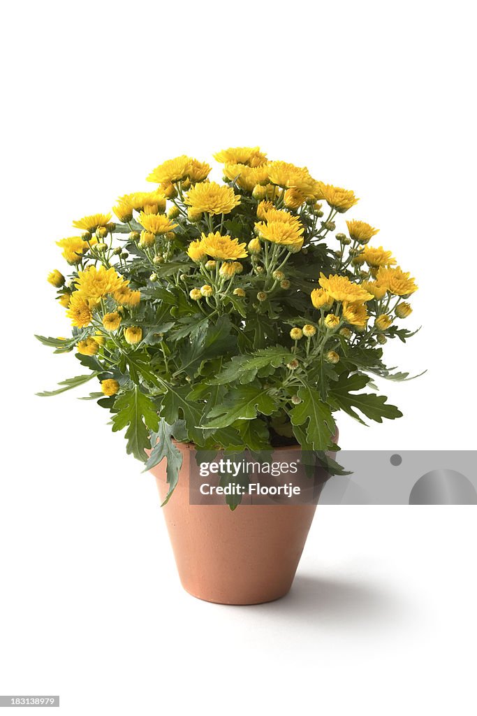 Gardening: Flowers