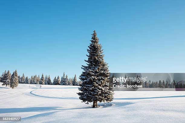 albero inverno - un singolo oggetto foto e immagini stock
