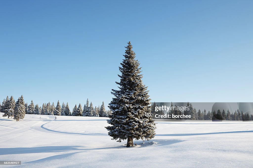 Winter Tree